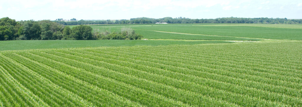rsz_corn_background
